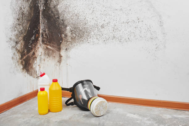 Best Attic Mold Removal  in Clemson University, SC