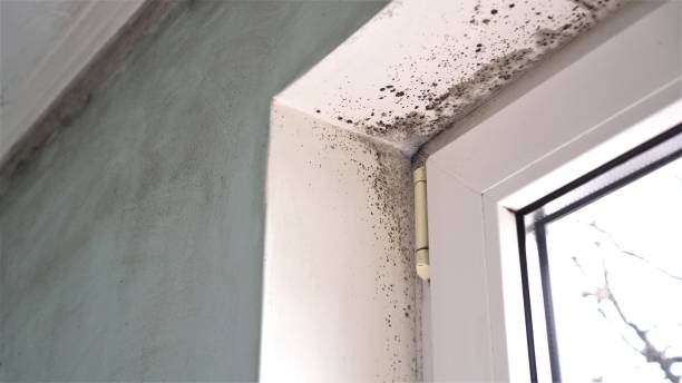 Best Same-Day Mold Removal  in Clemson University, SC