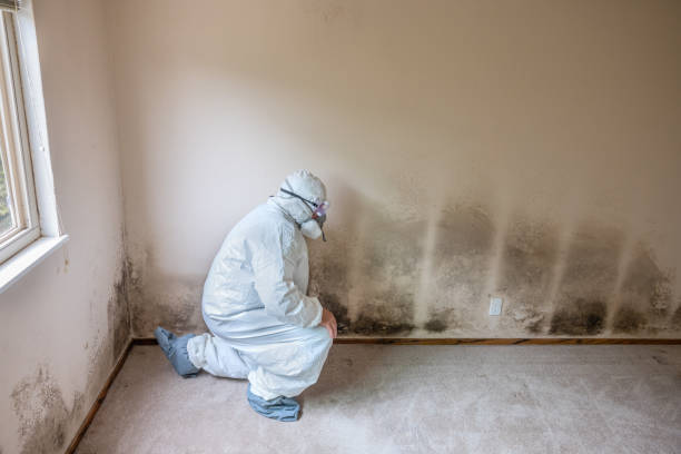 Best Mold Damage Repair  in Clemson University, SC